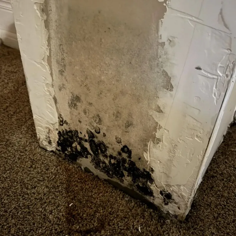 Professional Mold Removal in San Marino, CA
